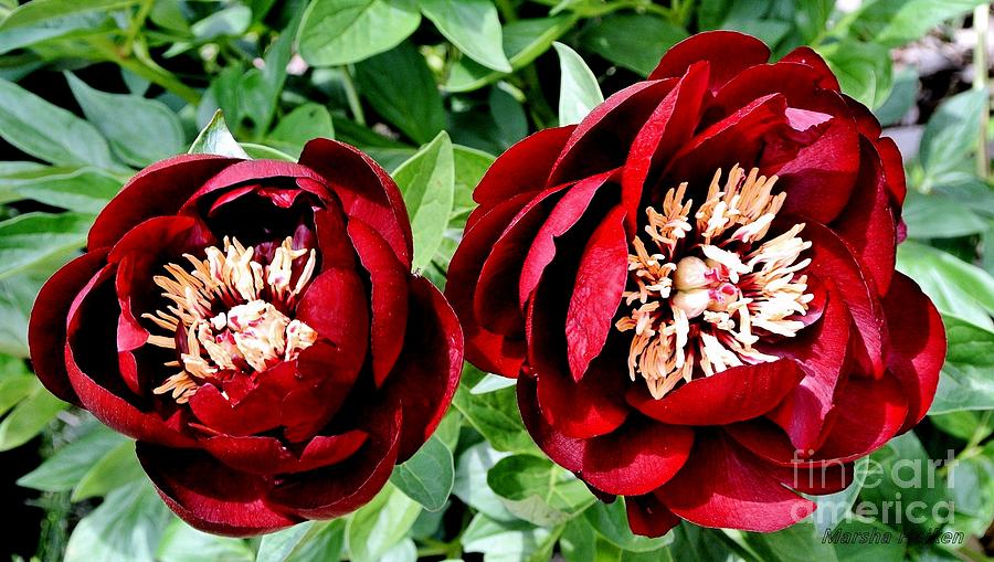 Two Red Peonies Photograph by Marsha Heiken