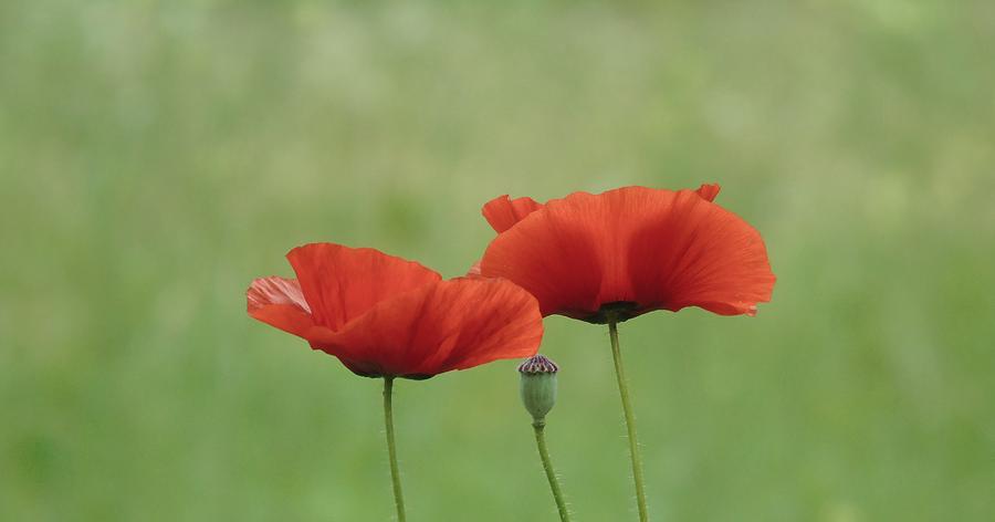 Two Red Poppies and Pod Photograph by Barbara St Jean
