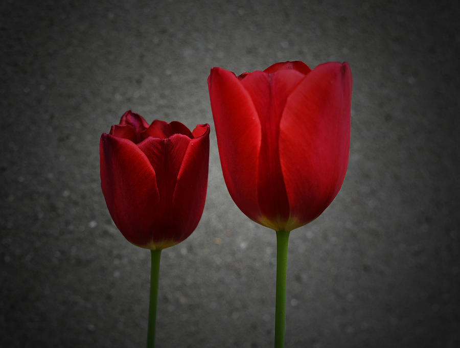 Tulip Photograph - Two Red Tulips by Richard Andrews