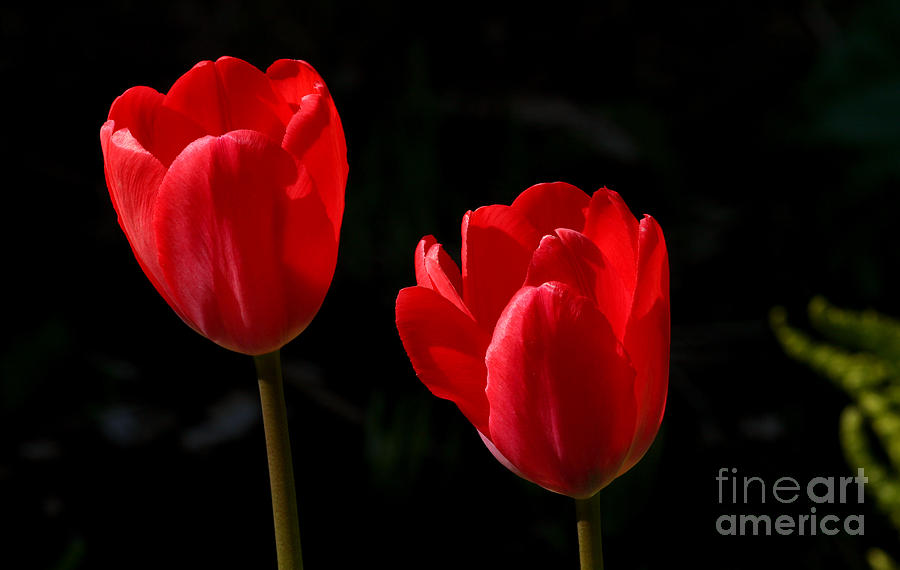 Two Red Tulips Photograph by Steve Augustin