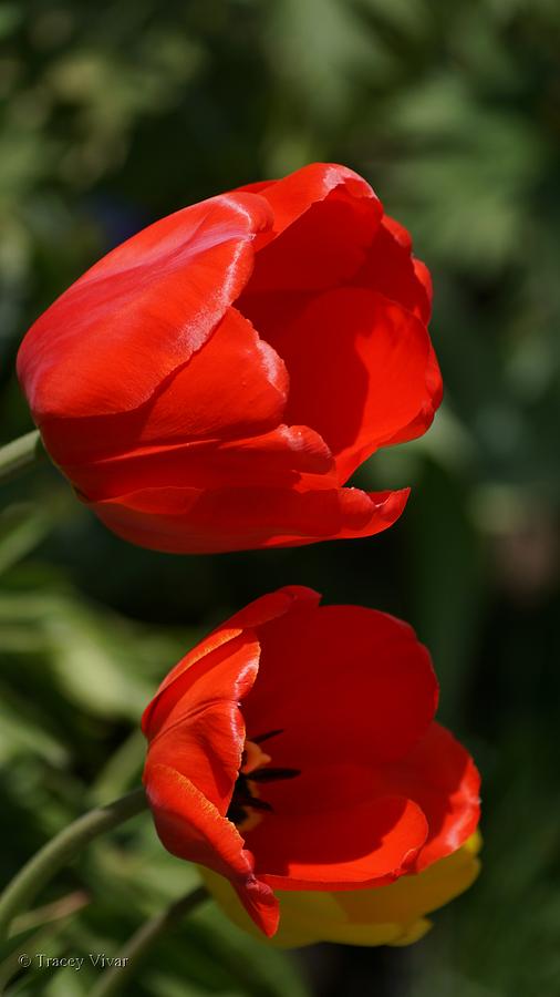 Two Red Tulips Photograph by Tracey Vivar
