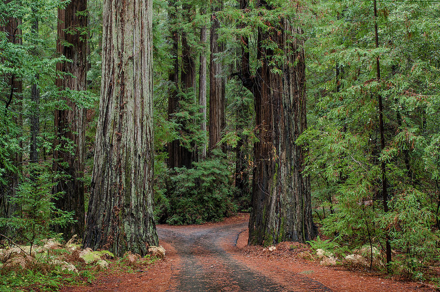 Two Redwoods and a Road Photograph by Greg Nyquist