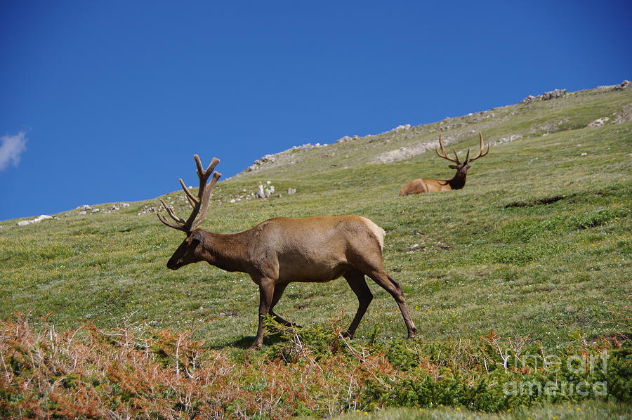 Rocky Mountain National Park Photograph - Two Regal Bull Elk by Jeff Swan