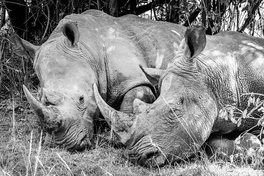 Two Rhinos Photograph by Bryan Moore