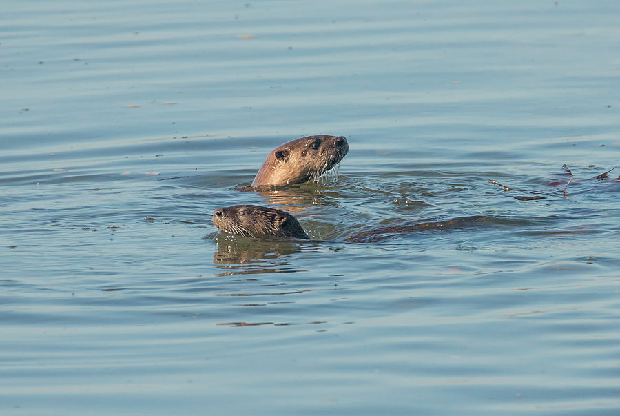 Wildlife Photograph - Two River Otters by Loree Johnson