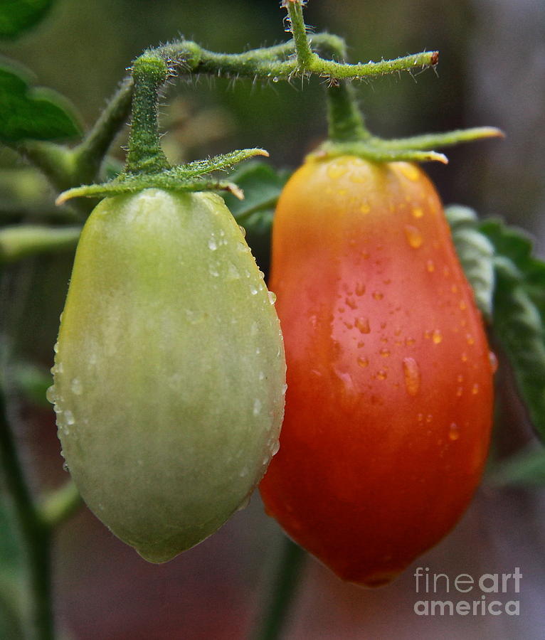 Two Romas Photograph by Suzanne Oesterling