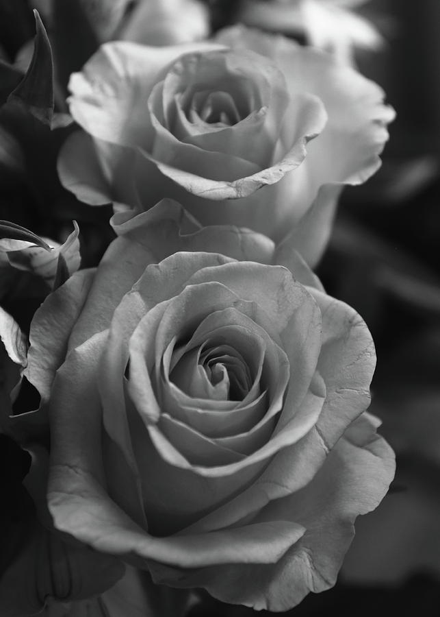 Two roses Black and white Photograph by Jeff Townsend