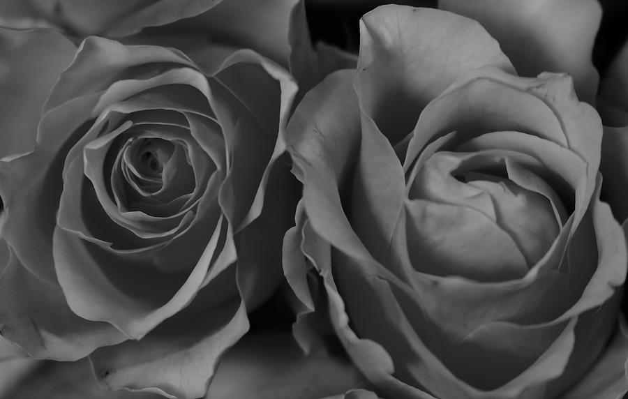 Two Roses Monochrome Photograph by Jeff Townsend