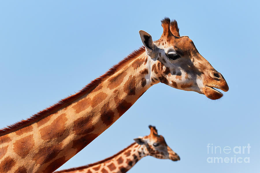 Two Rothschilds giraffes  Photograph by Nick  Biemans