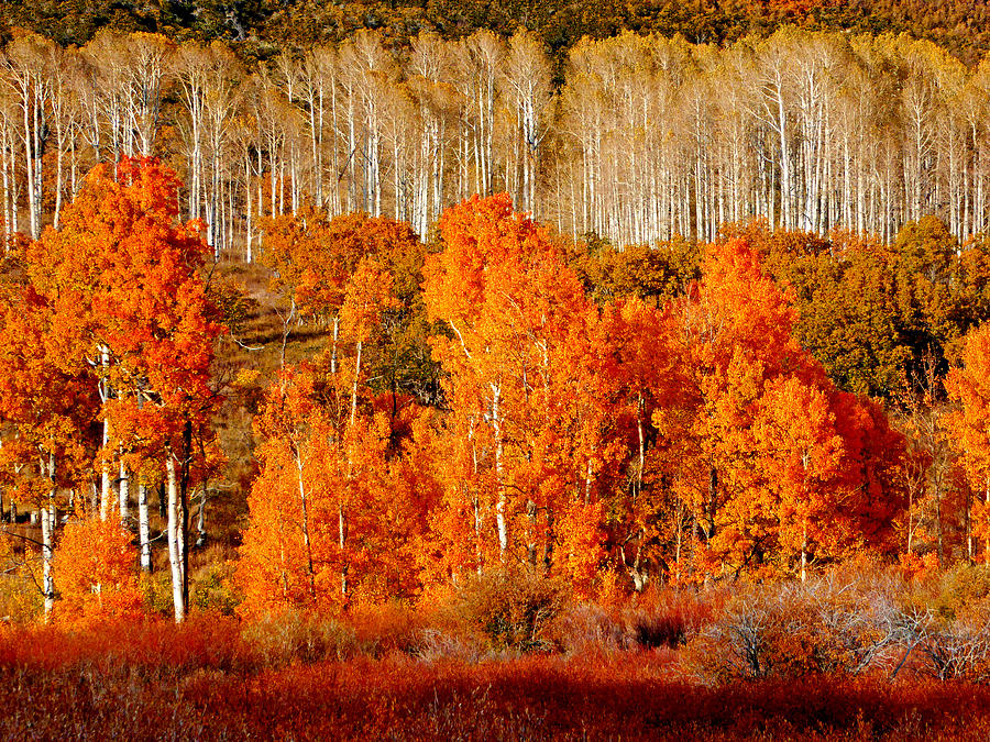 Two Rows of Aspen Photograph by Marcia Socolik