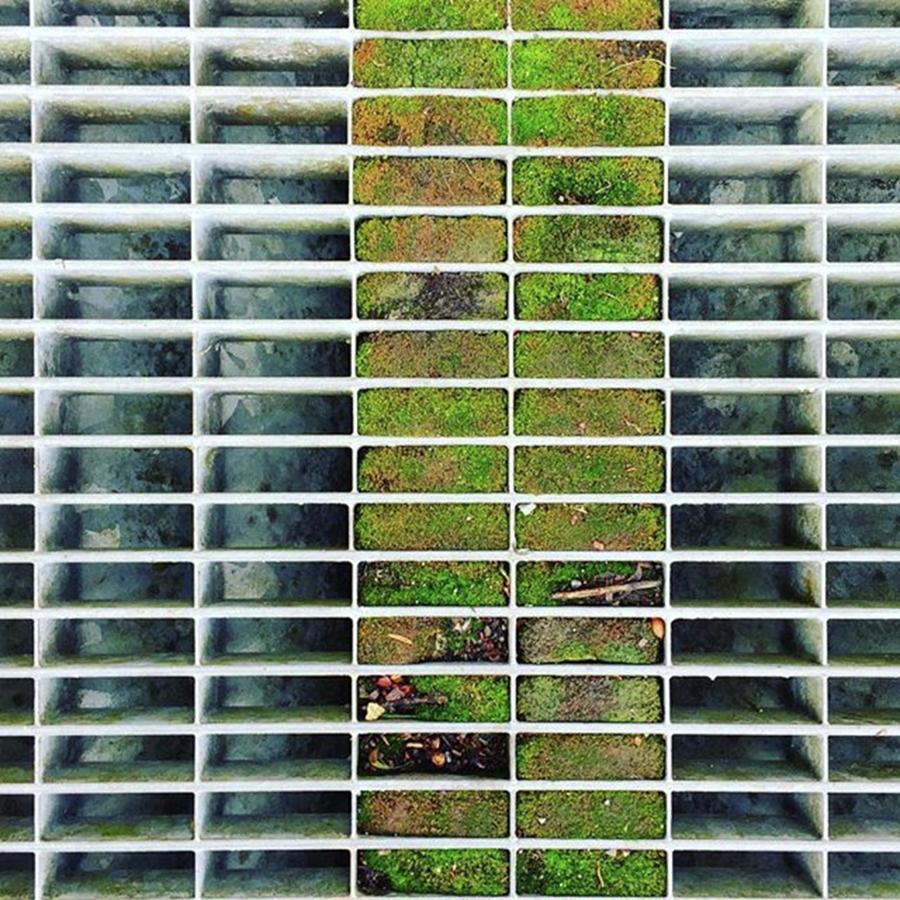 Minimalism Photograph - Two Rows Of Moss. The Serendipity Of by Ginger Oppenheimer