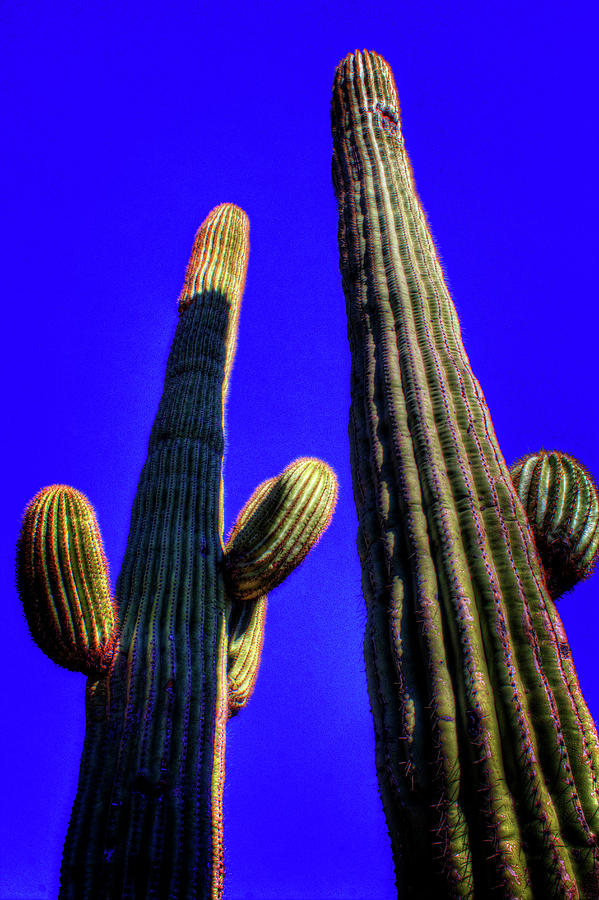 Two Saguaros Against Blue Sky Photograph by Roger Passman