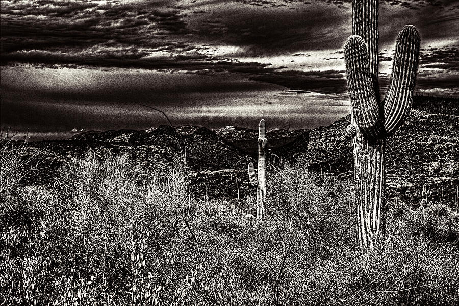 Two Saguaros and a Winter Storm Brewing Photograph by Roger Passman