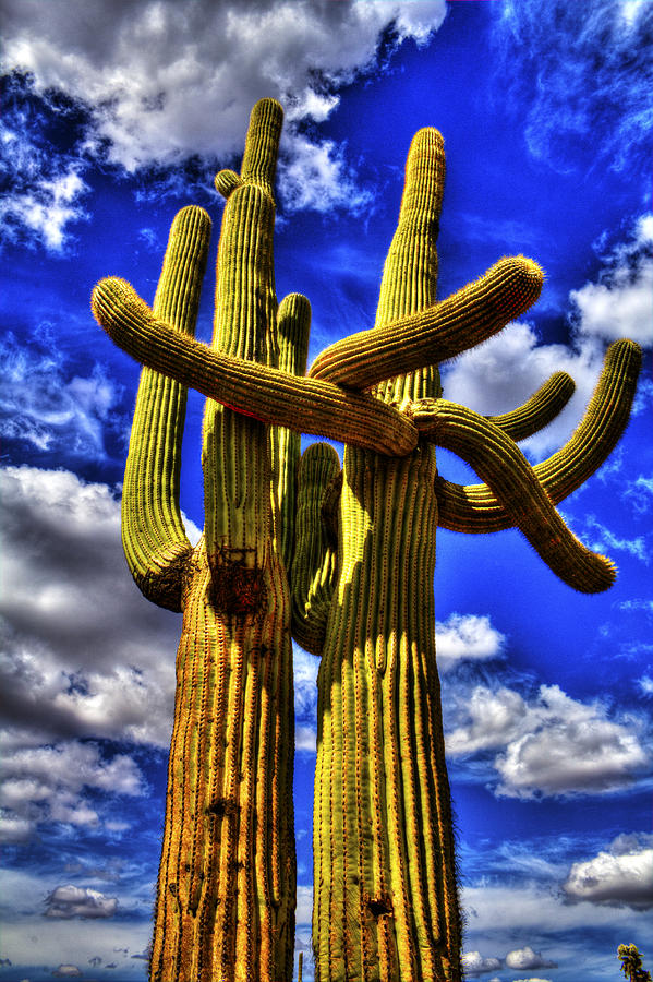 Two Saguaros Entwined Like Lovers Photograph by Roger Passman