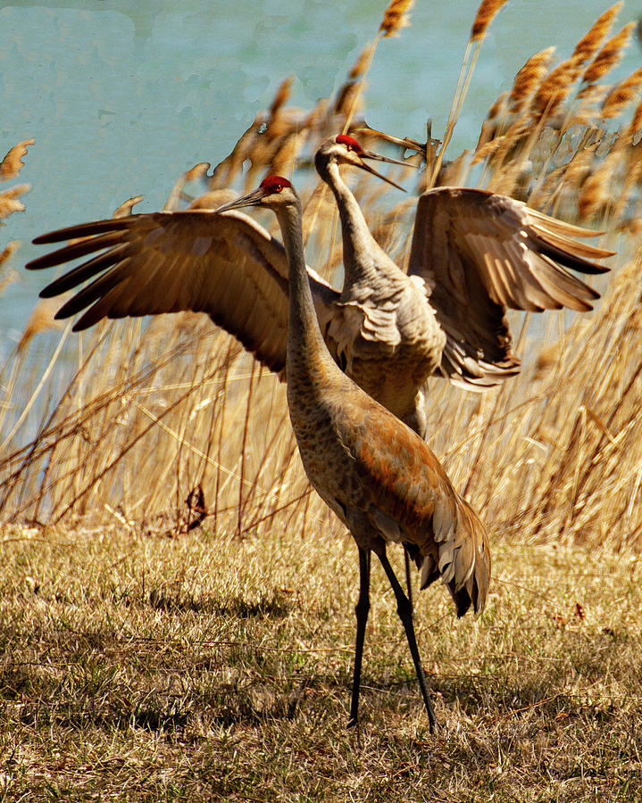two Sandhill Cranes Photograph by Suanne Forster