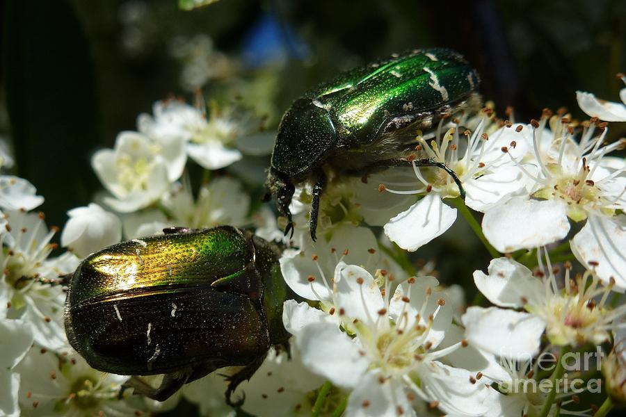 Two Scarabs Metallic Green Photograph by Jean Bernard Roussilhe