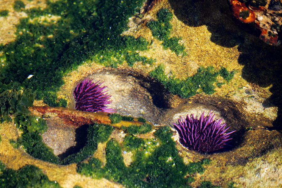 Two Sea Urchins  Photograph by Christy Pooschke