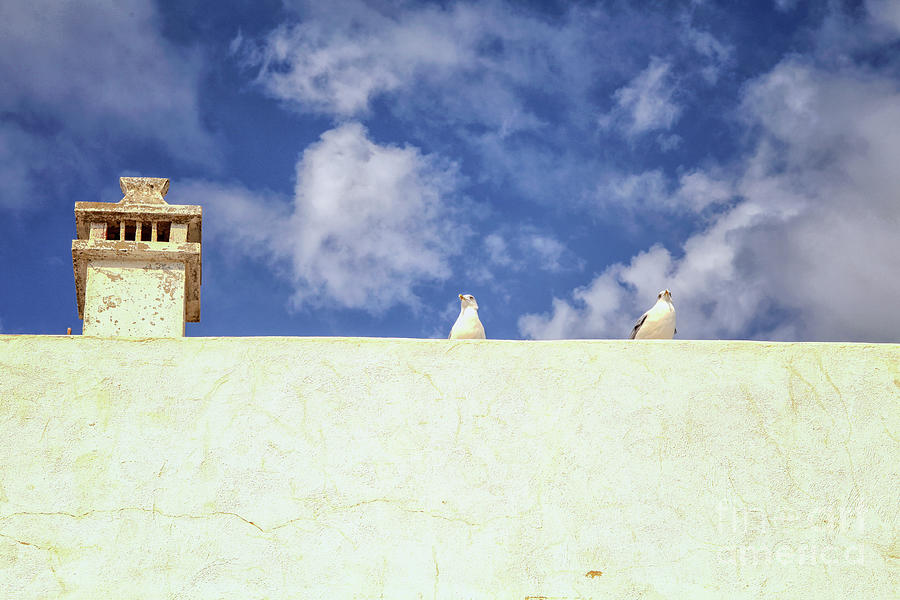 Two seagulls on a wall Photograph by Patricia Hofmeester