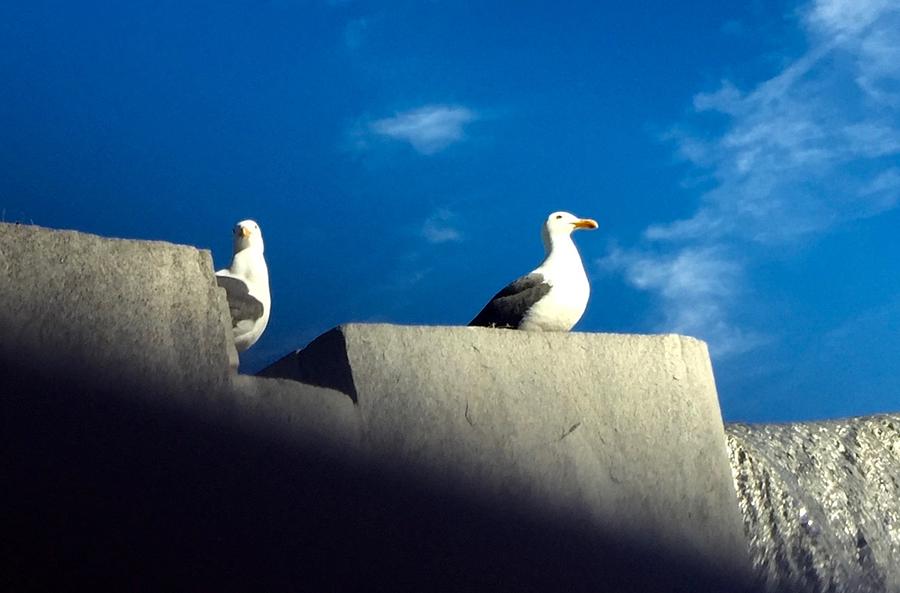 Two seagulls On Lookout Photograph by Kenlynn Schroeder