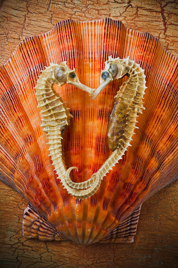 Seahorse Photograph - Two seahorses on seashell by Garry Gay
