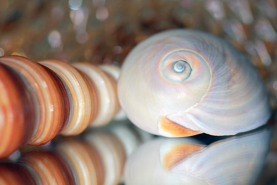 Two Seashells Photograph by Angela Murdock