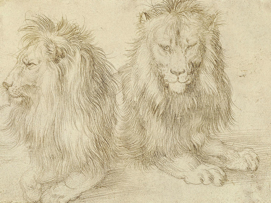 Two Seated Lions Drawing by Albrecht Durer
