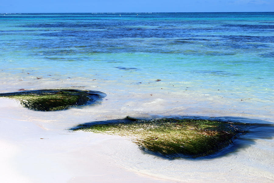 Two Seaweed Mounds on Punta Cana Resort Beach Photograph by Heather Kirk