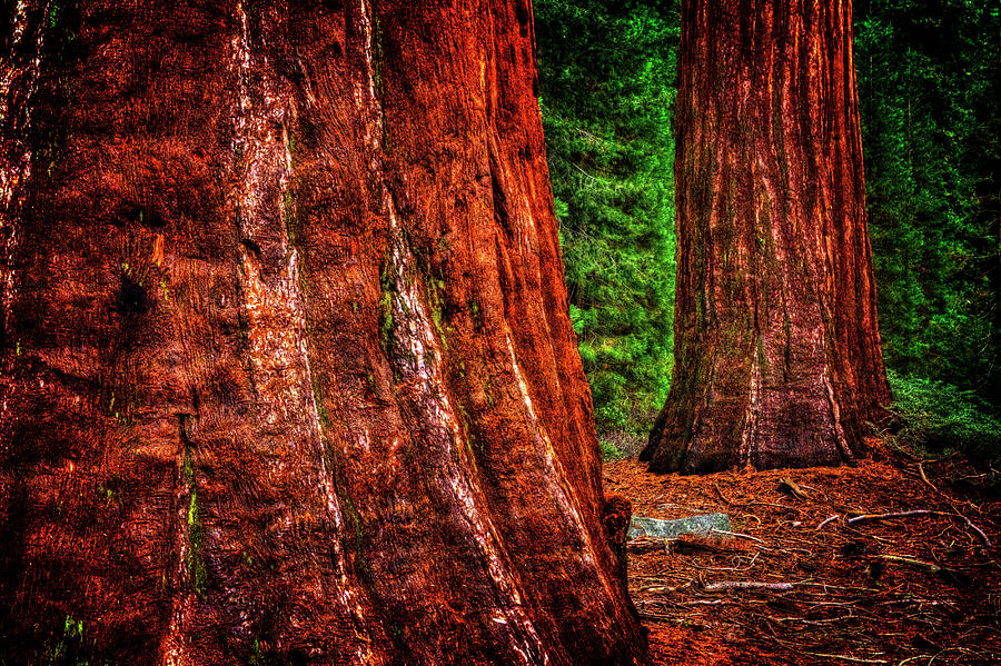 Two Sequoias at Grants Grove Photograph by Roger Passman