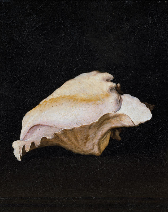 Shell Painting - Two Shells-Detail-1 by Filippo Napoletano