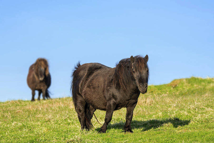 Two Shetland Ponies Photograph by Arterra Picture Library