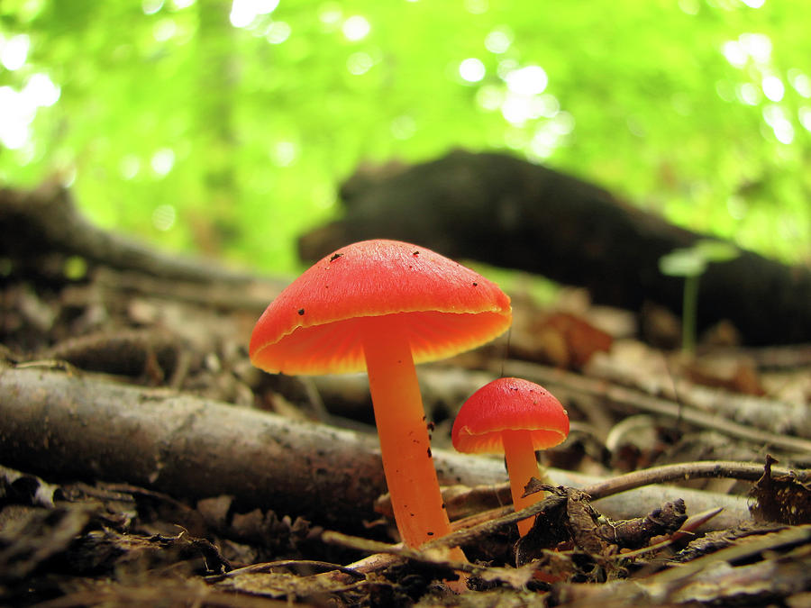 Mushroom Photograph - Two shiny red mushrooms by GoodMood Art