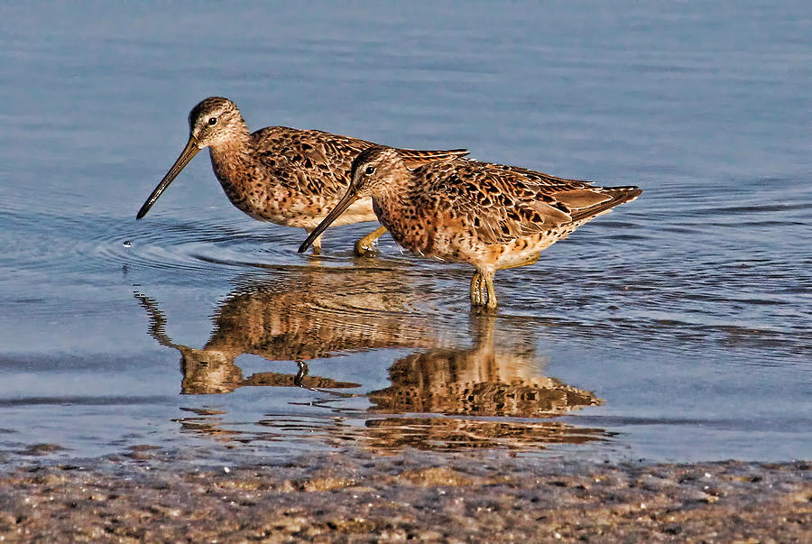 Two Short-billed Dowitchers Photograph by HH Photography of Florida