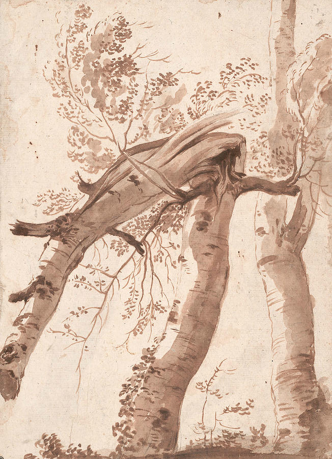 Two Silver Birches, the Front One Fallen Drawing by Nicolas Poussin