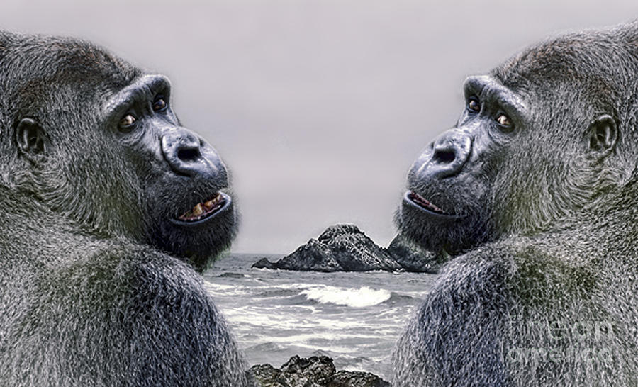 Two Silverback Gorillas  Photograph by Jim Fitzpatrick