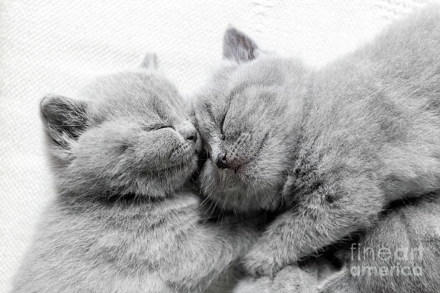 Two sleeping cats snuggling. British shorthair. Photograph by Michal Bednarek