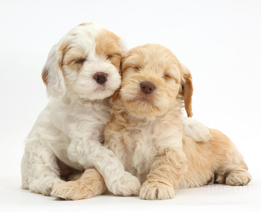 photos of cockapoo puppies