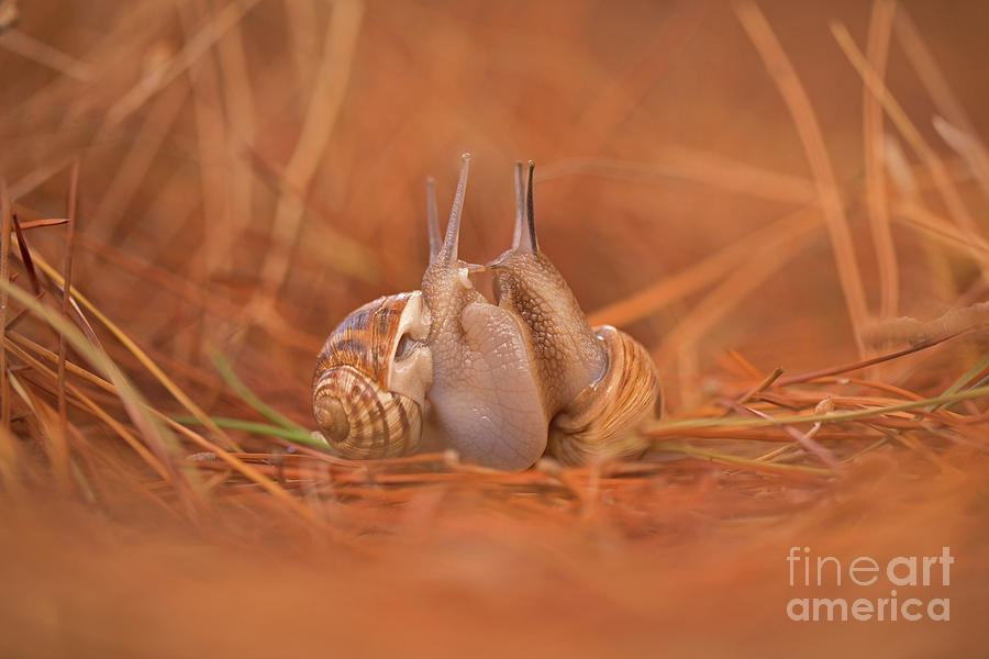 Two snails Helix engaddensis mating. Photograph by Alon Meir