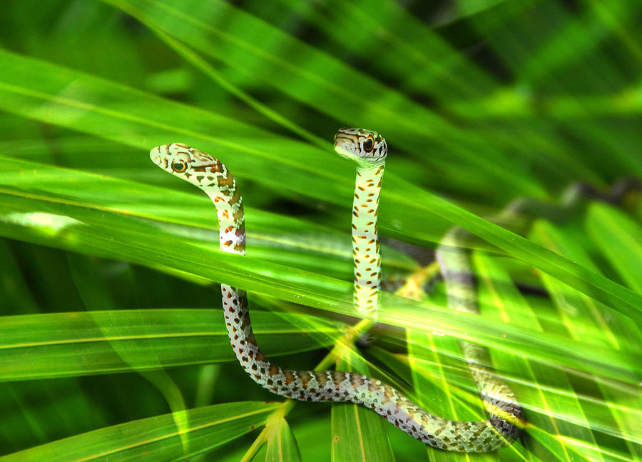 Two Snakes  Photograph by David Lee Thompson
