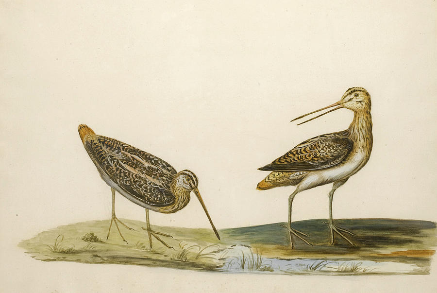 Two Snipe Drawing by Peter Paillou