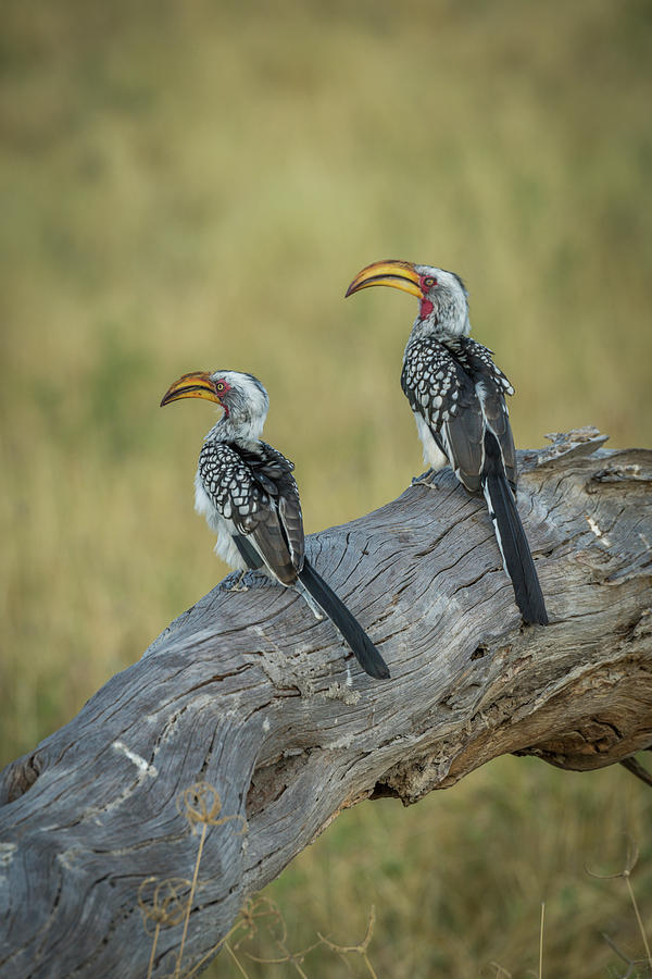 Two southern yellow-billed hornbills side-by-side on log Photograph by ...