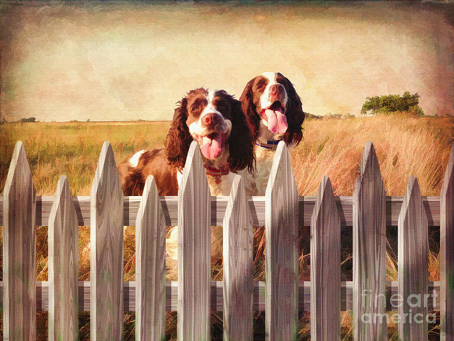 Dog Digital Art - Two Spaniels Exploring  by L Wright