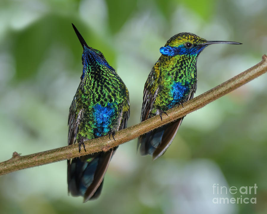 Two Sparkling Violetear Hummingbirds Photograph by Olga Hamilton