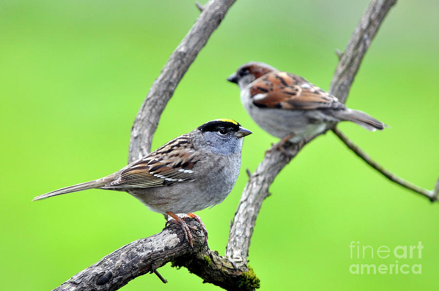 Two Sparrows Photograph by Laura Mountainspring