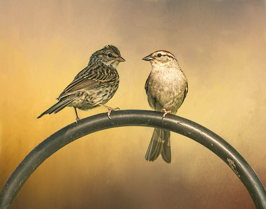 Two Sparrows Photograph by Peggy Blackwell