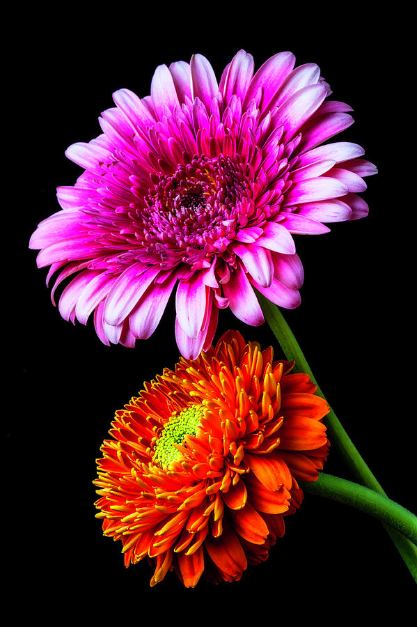 Two Special Gerbera Daisies Photograph by Garry Gay
