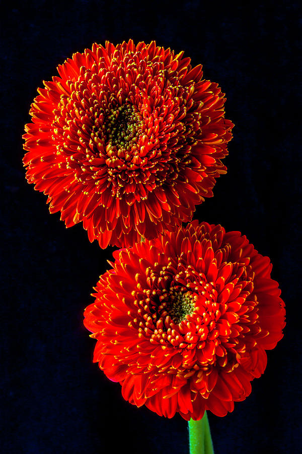 Two Special Gerbera Dasies Photograph by Garry Gay