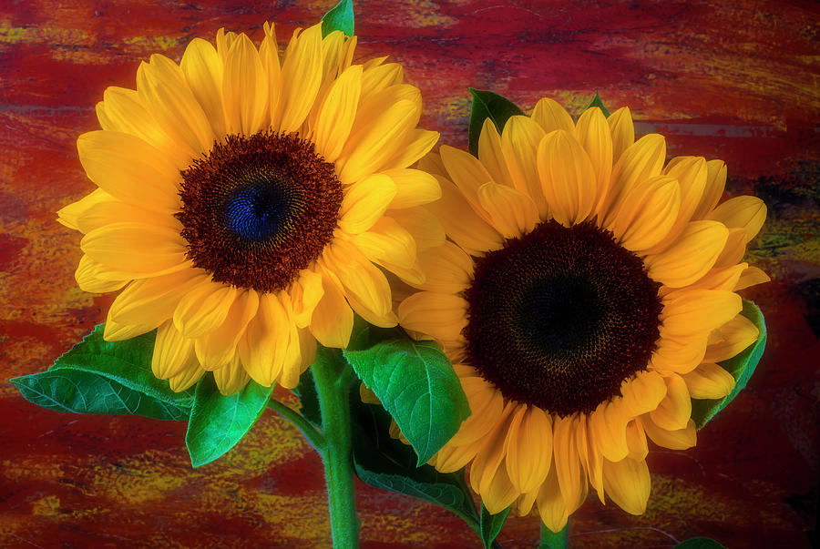 Two Special Sunflowers Photograph by Garry Gay