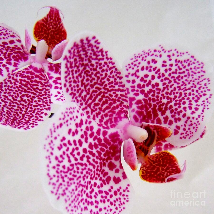 Orchid Photograph - Two Speckled Orchids by Mary Deal
