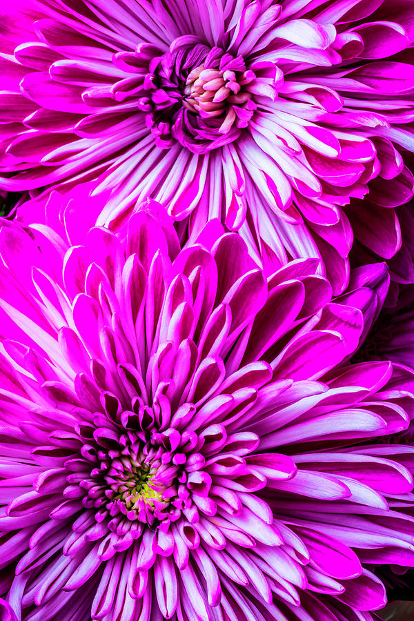 Two Spider Mums Photograph by Garry Gay Fine Art America