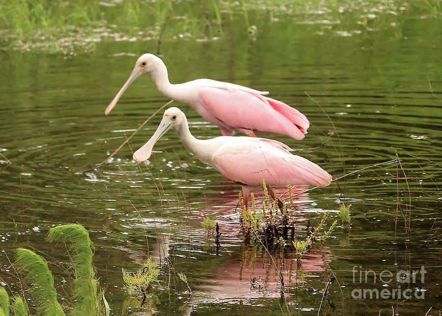 Two Spoonbills in Pond Photograph by Carol Groenen
